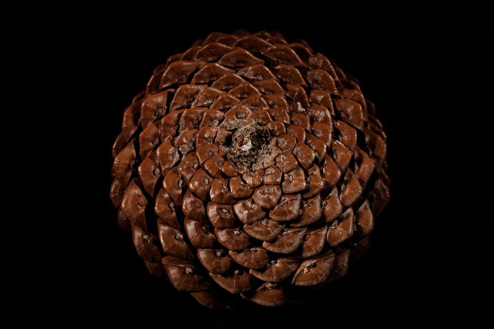 Biological,Example,Of,Fibonacci,Spirals,At,A,Pine,Cone.,Setup