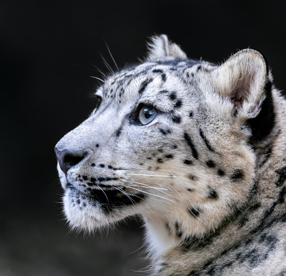 leopard-img